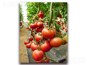 ���mӲ��F1-��Ӳ�ȷ۹����ѷN��-���r���v