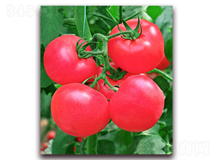 �W��302F1-�����۹����ѷN��-���r���v