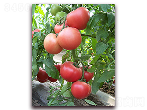 ���m����һ̖F1-����۹����ѷN��-���r���v