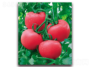 ���r(n��ng)��̖F1-�͟ᾫƷ�۹����ѷN��-���r(n��ng)���v