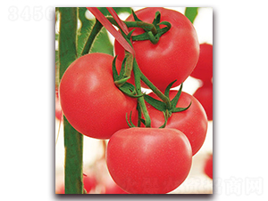 新荷蘭硬粉F1-高硬度粉果番茄種子-中農(nóng)天騰