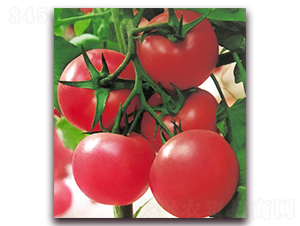 ���m������̖-����۹����ѷN��-���r(n��ng)���v