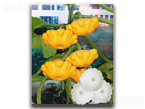 ���S�w��-�����J�N��-�ꂥ�N�I(y��)