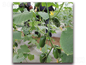 ����-�S�ϷN��-�ꂥ�N�I(y��)