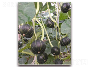 �Gؐؐ-�ϹϷN��-�ꂥ�N�I(y��)