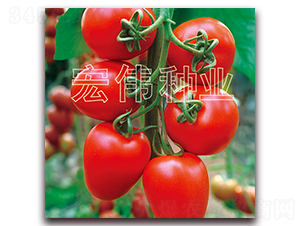 �t�_��-�������t���N��-�ꂥ�N�I(y��)