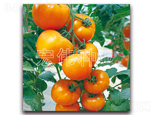 ��۶�̖-�������t���N��-�ꂥ�N�I(y��)