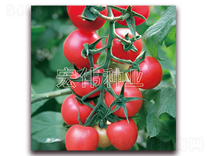 ����516-�������t���N��-�ꂥ�N�I(y��)