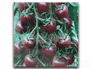 ������һ̖(h��o)-�������t���N��-�ꂥ�N�I(y��)