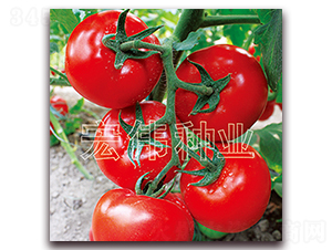 ȫ��218-�t�����t���N��-�ꂥ�N�I(y��)