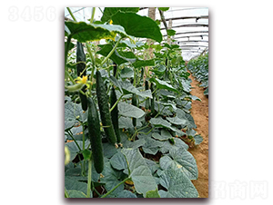 �S��-�S�ϷN��-���R�߿�