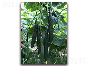 ����-�S�ϷN��-���R�߿�