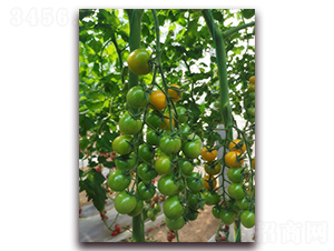 ������-�������t���N��-���R�߿�