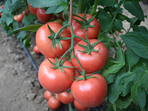 �϶��̖-�۹����t���N��-���R�߿�