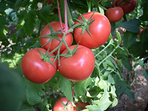 ���R��̖-�۹����t���N��-���R�߿�