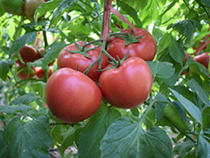 ��mһ̖-�۹����t���N��-���R�߿�