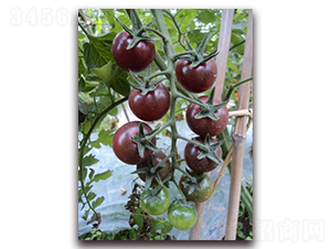 �P��-���ҷ��ѷN��-���f��