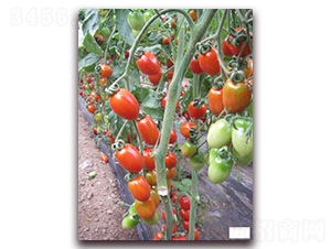 �t��-�tɫ���ҷ��ѷN��-���f��