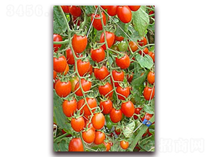 �t�Ќ�-�tɫ���ҷ��ѷN��-���f��