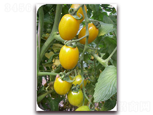 ��ٝ-�Sɫ���ҷ��ѷN��-���f��