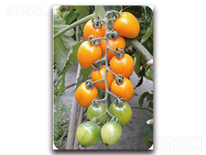 ����ɯ-�Sɫ���ҷ��ѷN��-���f��