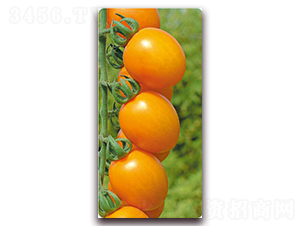 ����-�Sɫ���ҷ��ѷN��-���f��