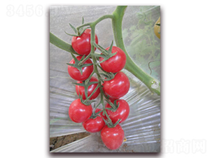 �찲��-��ɫ���ҷ��ѷN��-���f��