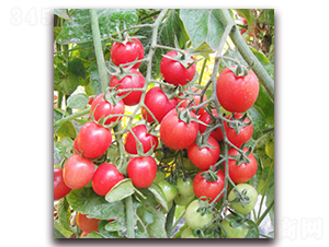 �W�_��-�ۼtɫС���ѷN��-���f��