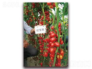 �t����-�ظ߮aС���ѷN��-���f��