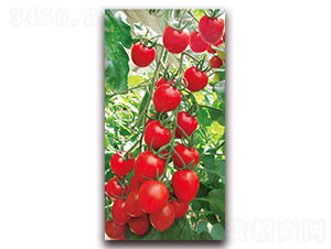 �t����-��TY���ҷ��ѷN��-���f��