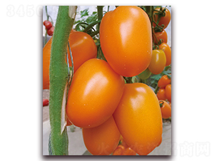 �����-���ѷN��-���f��