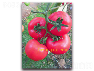 ��ϲ��̖-���ѷN��-���f��