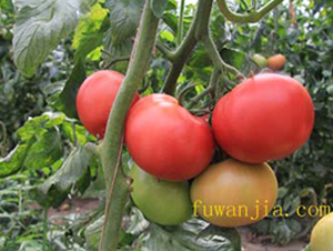 ��(y��u)��121-���ѷN��-���f��