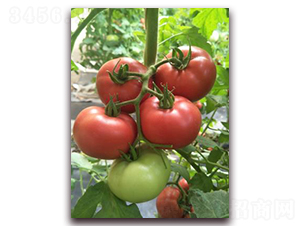 ���¶���-���ѷN��-���f��