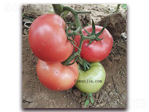 ��(y��u)��52-Ӳ�۷��ѷN��-���f��