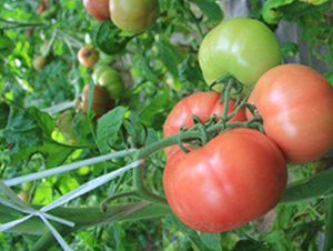 ��˹6̖-���ѷN��-���f��