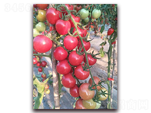 ��ؐ��-���ѷN��-���f��