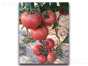 ��(y��u)��578-���ѷN��-���f��