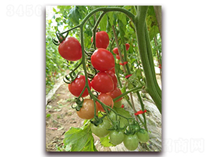 ���5̖-���ѷN��-���f��