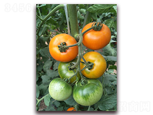 �����-���ѷN��-���f��