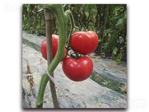 ��(y��u)��516-���ѷN��-���f��