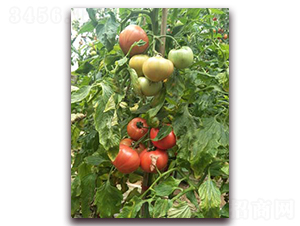 ��֮ζһ̖-���ѷN��-���f��