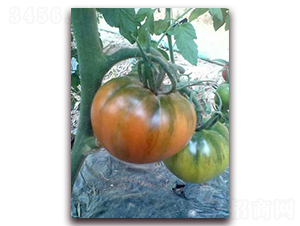 ��ؐ-���ѷN��-���f��