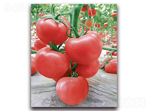 ��(y��u)��588-���ѷN��-���f��