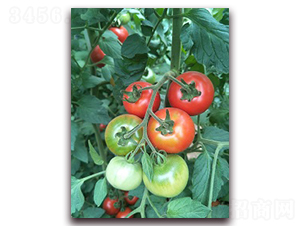 ��֮ζ6̖-���ѷN��-���f��