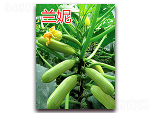 �m��-�����J�N��-�|�Z�r(n��ng)�I(y��)