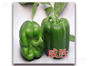 ����-�𽷷N��-�|�Z�r�I(y��)