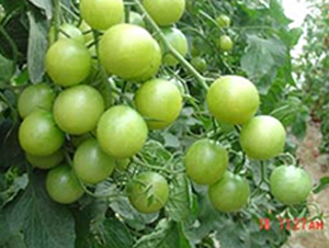 �G��ʯ-���ҷ��ѷN��-�|�Z�r�I(y��)