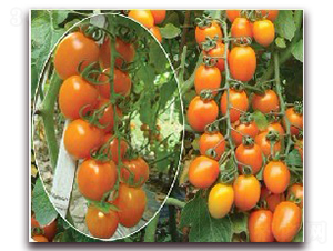 ����-���ҷ��ѷN��-�|�Z�r�I(y��)