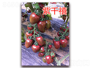 ��ǧ��-���ҷ��ѷN��-�|�Z�r�I(y��)